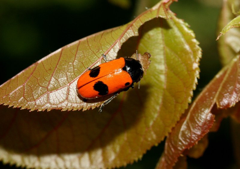Chi pranza col mio albicocco? Clytra laeviuscula